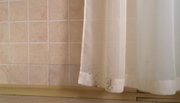 Best Basement Mold Removal  in Elfers, FL