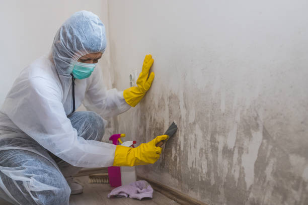 Best Crawl Space Mold Remediation  in Elfers, FL