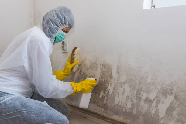 Biohazard Mold Removal in Elfers, FL