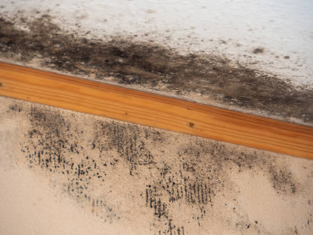 Best Post-Construction Mold Inspection  in Elfers, FL