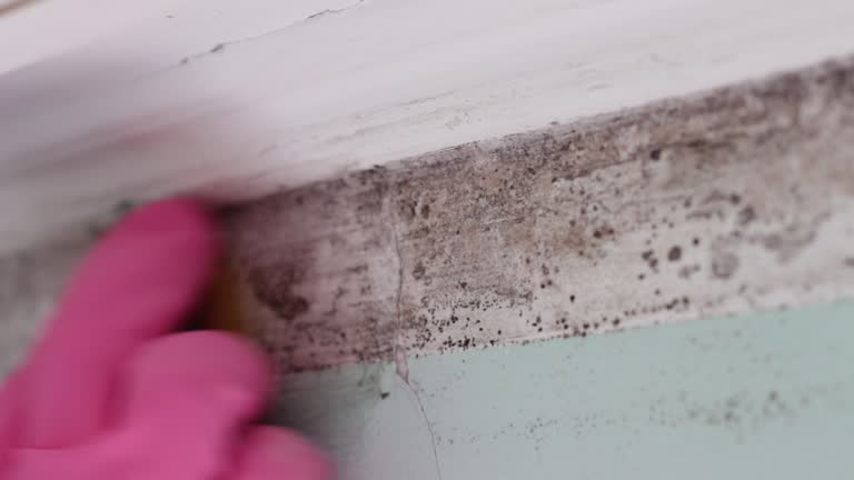 Best Mold Remediation for Healthcare Facilities  in Elfers, FL